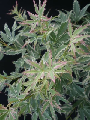 ACER palmatum 'Butterfly' - image 1