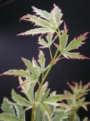 ACER palmatum 'Butterfly' - image 2