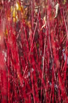 CORNUS alba 'Baton Rouge'