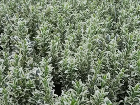 EUONYMUS japonicus 'White Spire'