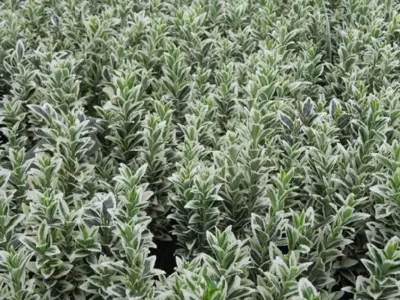 EUONYMUS japonicus 'White Spire'