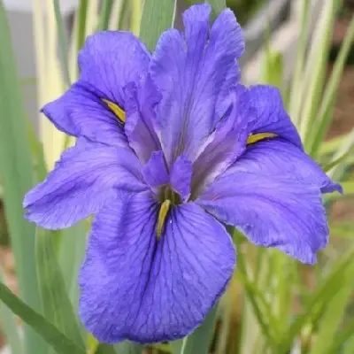 IRIS louisiana