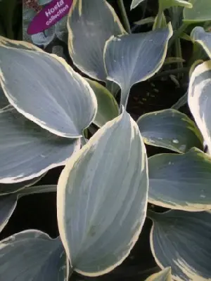 HOSTA 'First Frost'