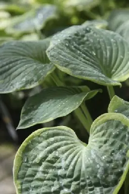 HOSTA 'Frances Williams' - image 1