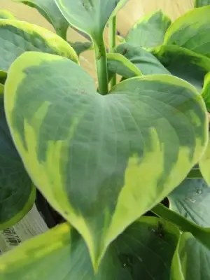 HOSTA 'Frances Williams' - image 2