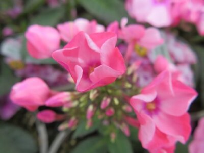 PHLOX paniculata 'Sweet Summer Pink with Eye' - image 2