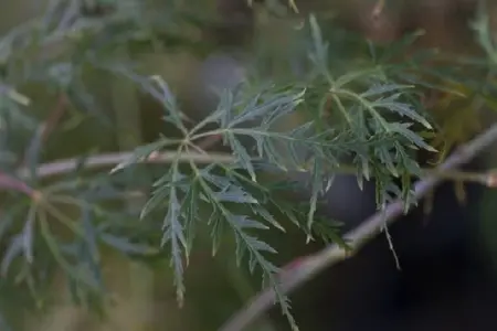 ACER palmatum dissectum - image 1