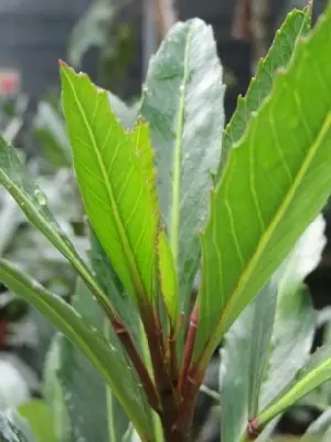 PSEUDOPANAX 'Moa's Toes'