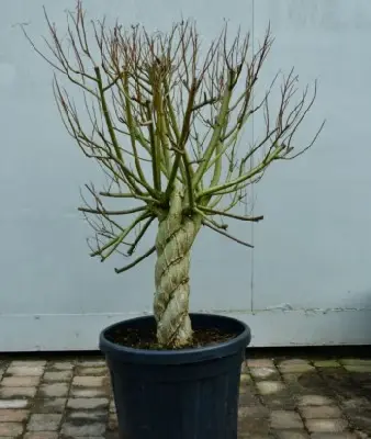 BRAIDED Willow Topiary