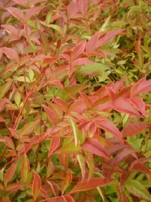 NANDINA domestica - image 1