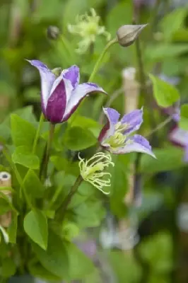 CLEMATIS 'Prince William'