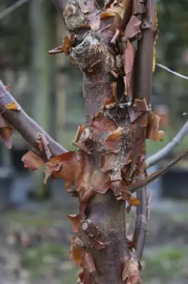 ACER griseum - image 4
