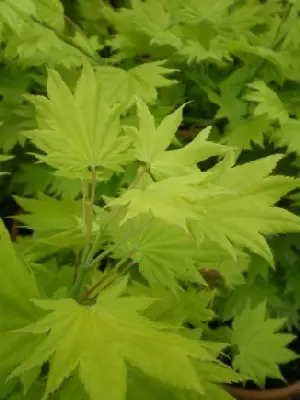 ACER palmatum 'Aureum'