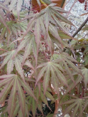 ACER palmatum 'Chitose-yama'