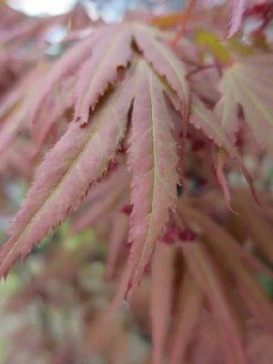 ACER palmatum 'Chitose-yama' - image 2
