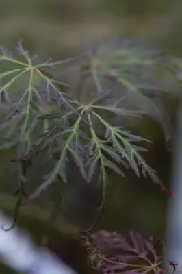 ACER palmatum dissectum 'Ornatum' - image 2