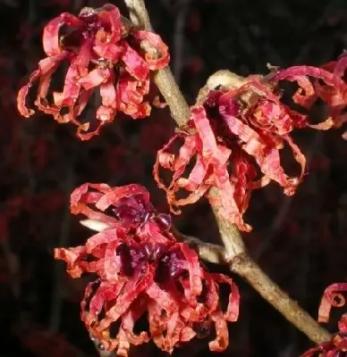 HAMAMELIS x intermedia 'Diane'