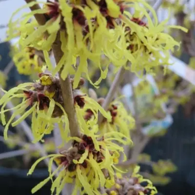 HAMAMELIS x intermedia 'Pallida' - image 3