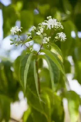 HEPTACODIUM miconioides