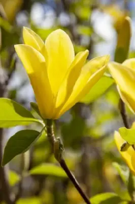 MAGNOLIA 'Daphne'