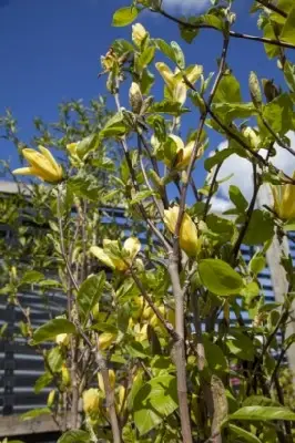 MAGNOLIA 'Daphne' - image 4