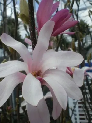 MAGNOLIA x loebneri 'Leonard Messel' - image 1