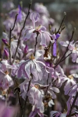 MAGNOLIA x loebneri 'Leonard Messel' - image 4