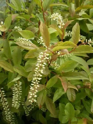 ITEA virginica 'Henry's Garnet'