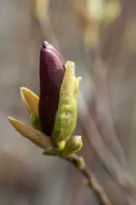 MAGNOLIA liliiflora 'Nigra' - image 2