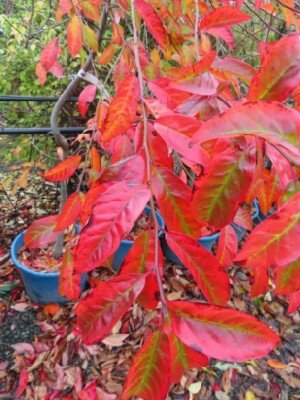 NYSSA sylvatica - image 2