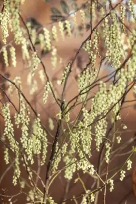 STACHYURUS chinensis 'Joy Forever'