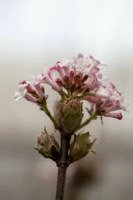 VIBURNUM x bodnantense 'Dawn' - image 1