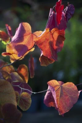 CERCIS canadensis 'Eternal Flame' - image 2
