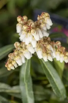 PIERIS 'Forest Flame' - image 3