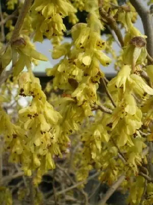 CORYLOPSIS spicata