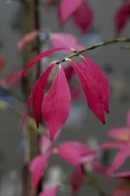 EUONYMUS alatus