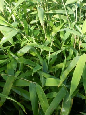 FARGESIA nitida 'Great Wall' - Provender Nurseries - Wholesale Nursery in  Swanley, Kent