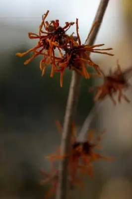 HAMAMELIS x intermedia 'Aphrodite'