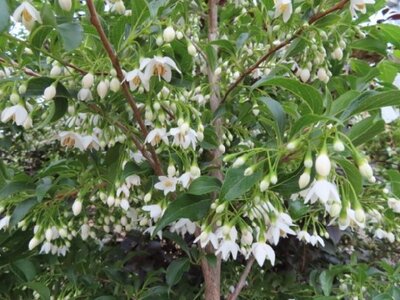 STYRAX japonicus 'Snowcone' - image 1