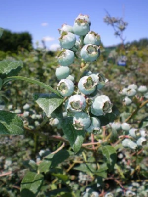Vaccinium 'Bluecrop' (Blueberry)