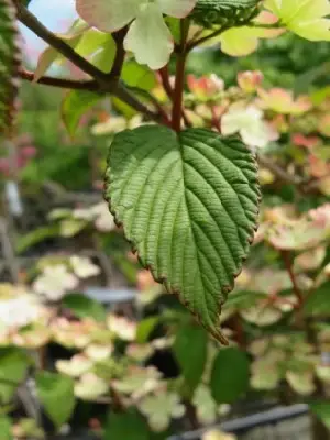 VIBURNUM plicatum 'Kilimanjaro Sunrise' - image 6