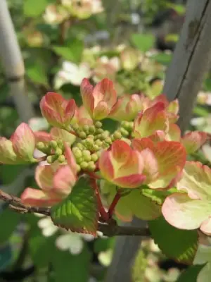 VIBURNUM plicatum 'Kilimanjaro Sunrise' - image 7