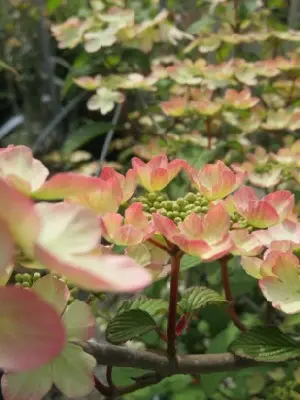 VIBURNUM plicatum 'Kilimanjaro Sunrise' - image 5