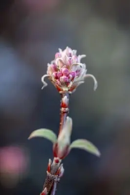 VIBURNUM x bodnantense 'Charles Lamont' - image 3