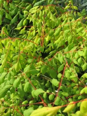KOELREUTERIA paniculata 'Coral Sun' - image 1
