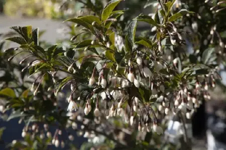 STYRAX japonicus 'Evening Light' - image 1