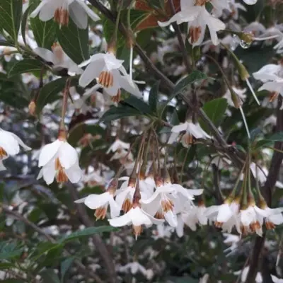 STYRAX japonicus 'Evening Light' - image 3
