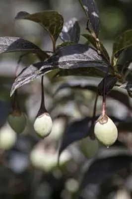 STYRAX japonicus 'Evening Light' - image 5