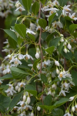 STYRAX japonicus 'Fragrant Fountain'