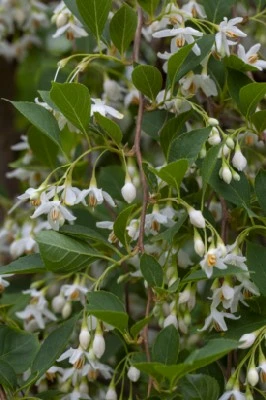 STYRAX japonicus 'Fragrant Fountain' - Provender Nurseries - Wholesale ...